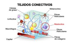 TEJIDOS_CONECTIVOS.jpg